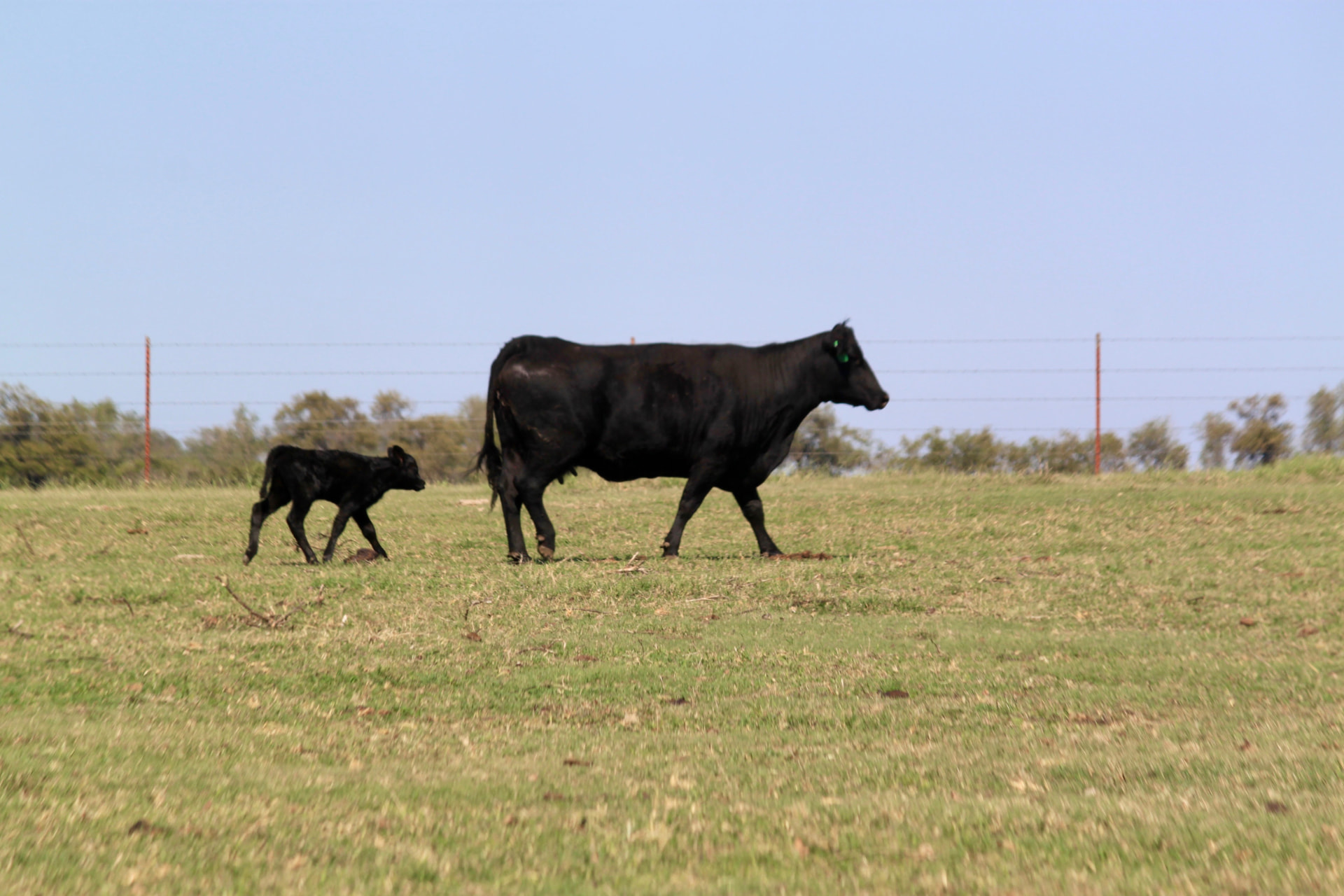 A Black Angus cow and her calf walking across the Woods Cattle pasture